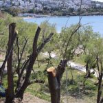  Δήμος 3Β: Κυρώσεις για παράνομες κοπές δέντρων στο Camping Βούλας